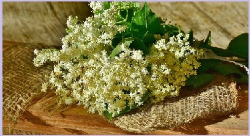 elderflower.jpg